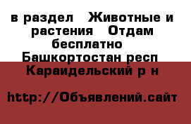  в раздел : Животные и растения » Отдам бесплатно . Башкортостан респ.,Караидельский р-н